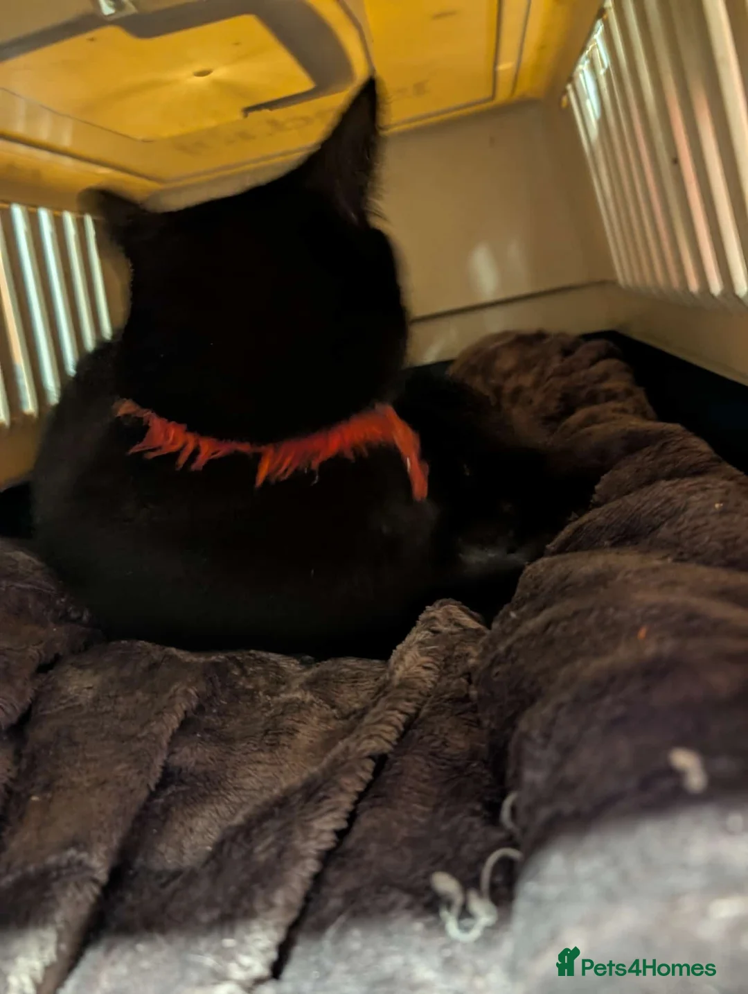 Bombay cats for sale: 🌸 Female Cat Looking for a New Home 🌸 - Advert 11