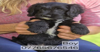 Cockapoo dogs - Advert 3