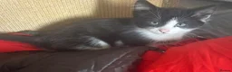Mixed Breed cats for sale: Kittens for sale - Advert 2