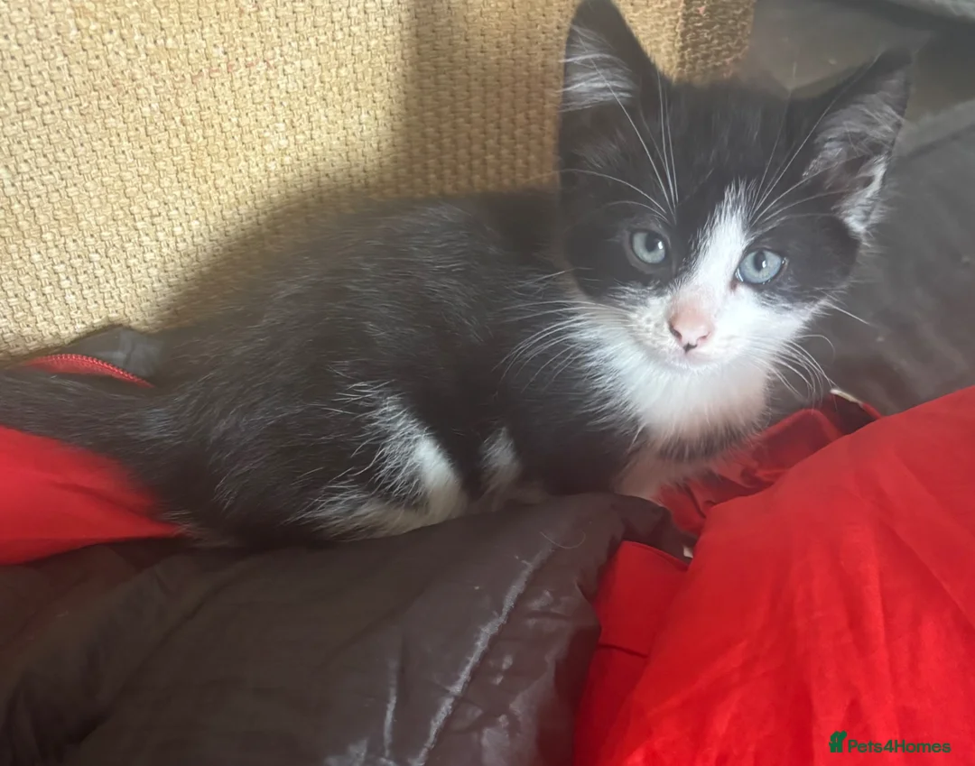 Mixed Breed cats for sale: Kittens for sale - Advert 2