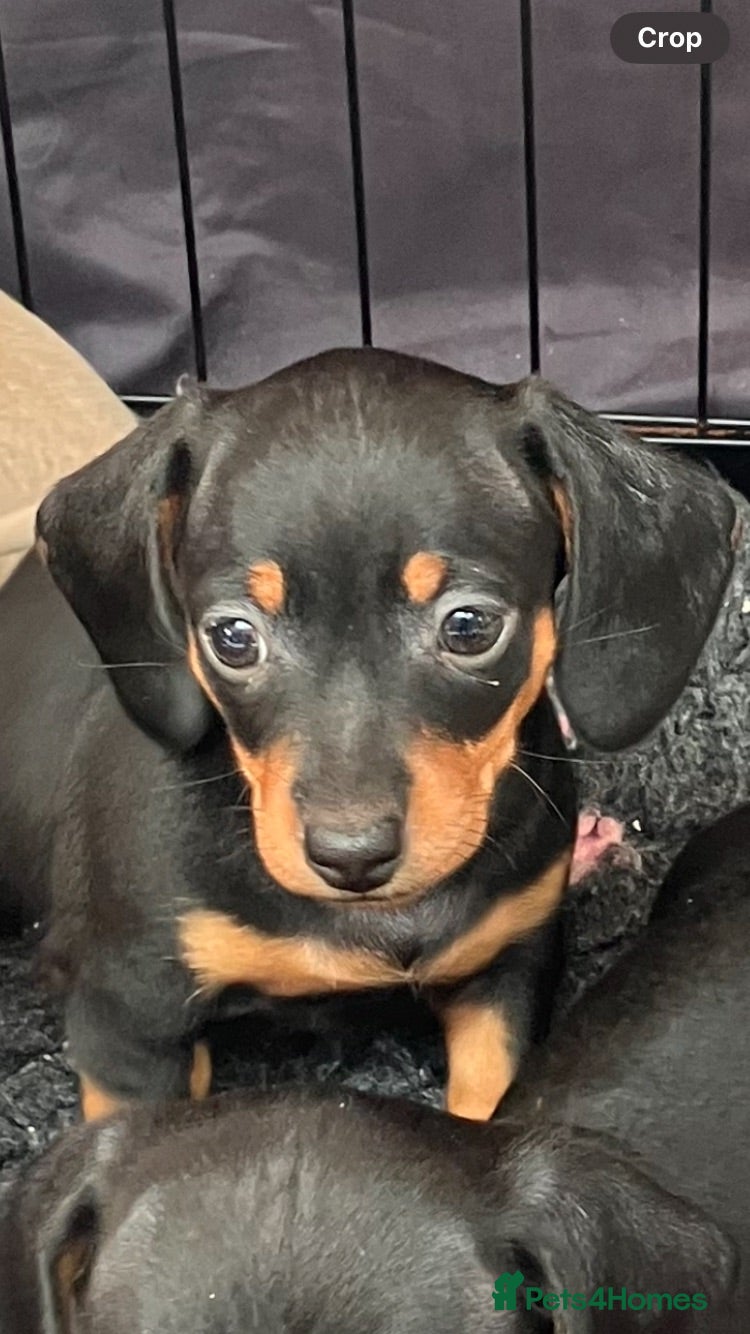 Miniature Dachshund dogs Mini Dachshund pups - Advert 1