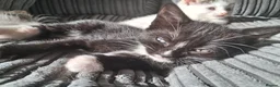 Mixed Breed cats for sale: Beautiful friendly kittens looking for loving home - Advert 13