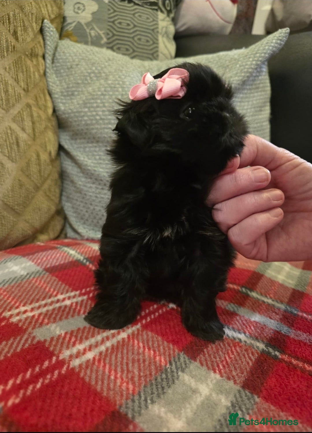 Shih Tzu dogs for sale: Imperial shihtzu  - Advert 3