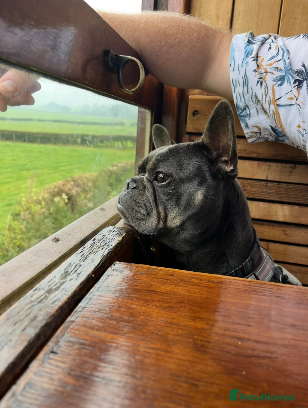 French Bulldog dogs for sale: Meet Zola 🐶  - Image 10