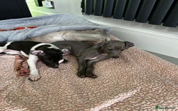Italian Greyhound dogs for sale: Beautiful Italian greyhound puppies  - Image 7
