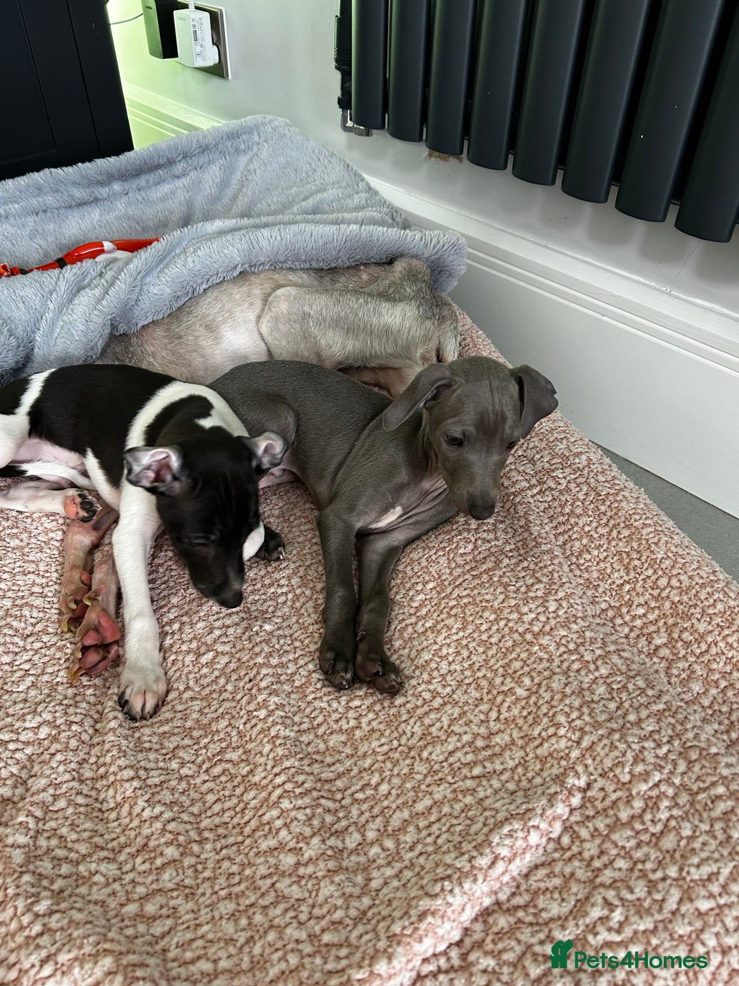 Italian Greyhound dogs for sale: Beautiful Italian greyhound puppies  - Image 7