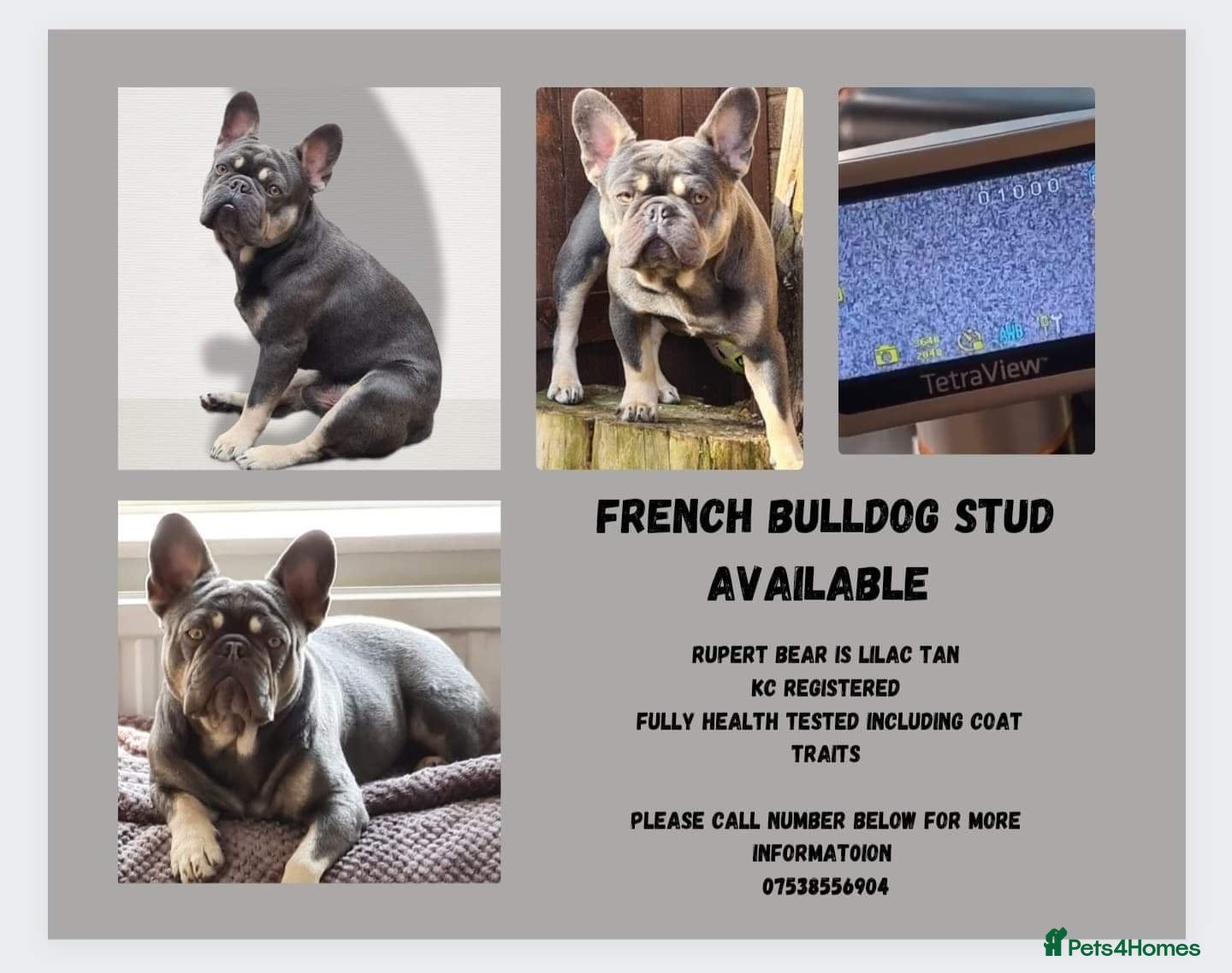 French Bulldog dogs french bulldog for stud in Sheffield - Advert 5
