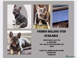 French Bulldog dogs in Sheffield - Advert 12