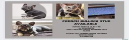 French Bulldog dogs for stud: french bulldog for stud in Sheffield - Advert 1