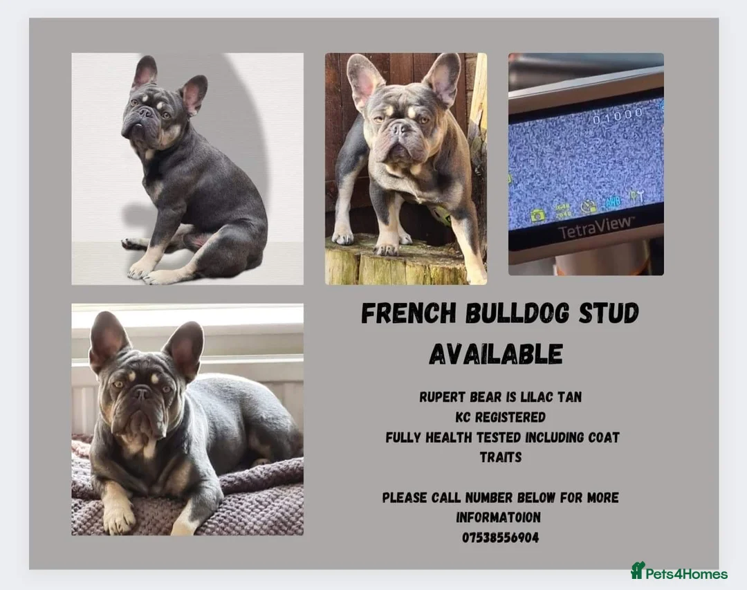 French Bulldog dogs for stud: french bulldog for stud in Sheffield - Advert 1
