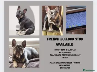 French Bulldog dogs french bulldog for stud in Sheffield - Advert 5
