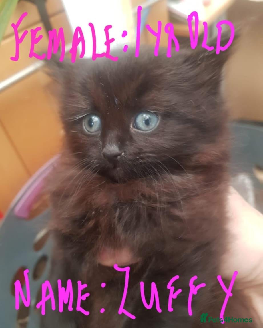 Mixed Breed cats for sale: GORGEOUS CATS NEED A LOVING HOME - Advert 3