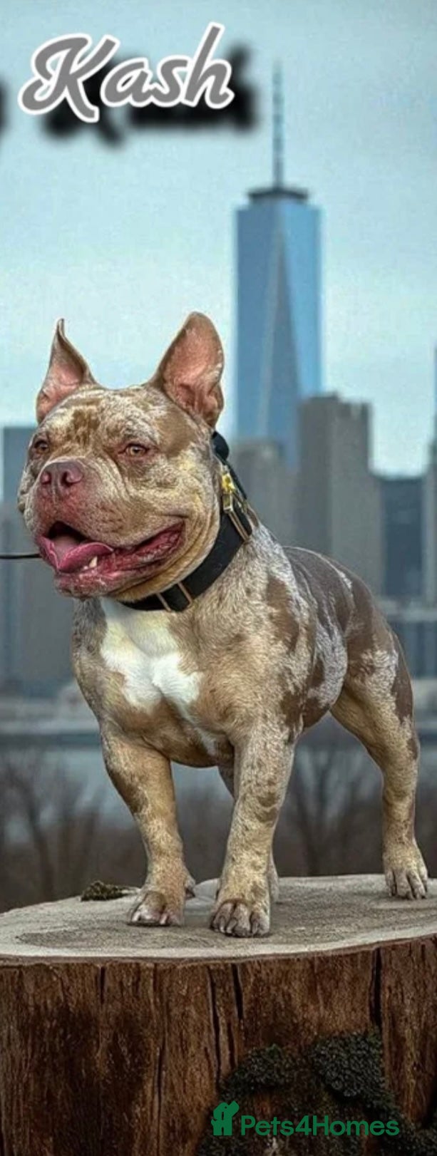 American Bully dogs AbkcAmericanChocolateTriMerleBULLY🇺🇸🍫🦍🧬🤩 - Advert 6