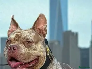 American Bully dogs AbkcAmericanChocolateTriMerleBULLY🇺🇸🍫🦍🧬🤩 - Advert 6