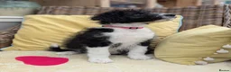 Bordoodle dogs for sale: Standard Bordoodle Puppies - Advert 8