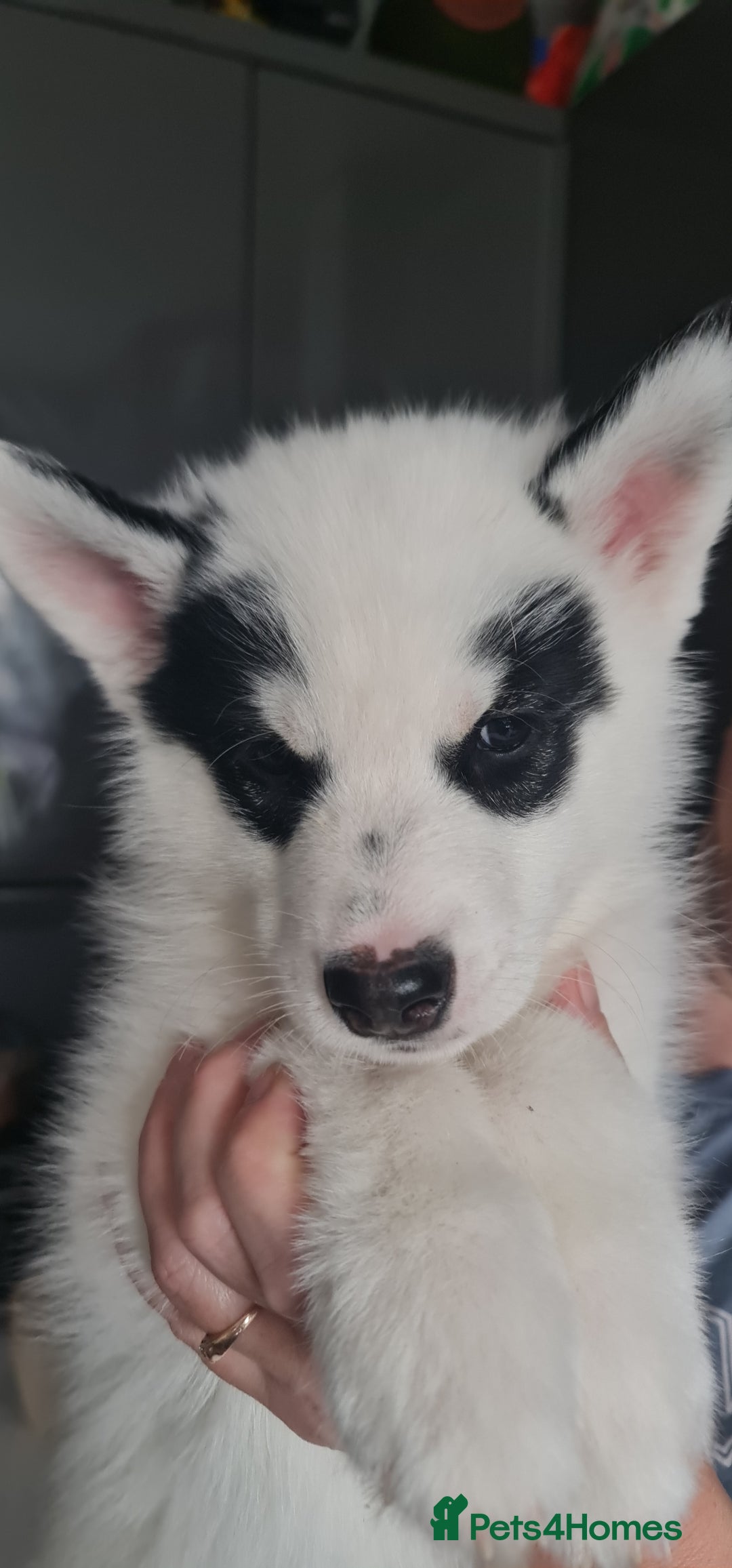 Siberian Husky dogs for sale: Siberian Husky for sale - Image 5