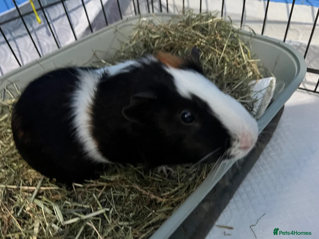 Guinea Pig rodents for sale: Two male guinea pigs  in Manchester - Advert 5