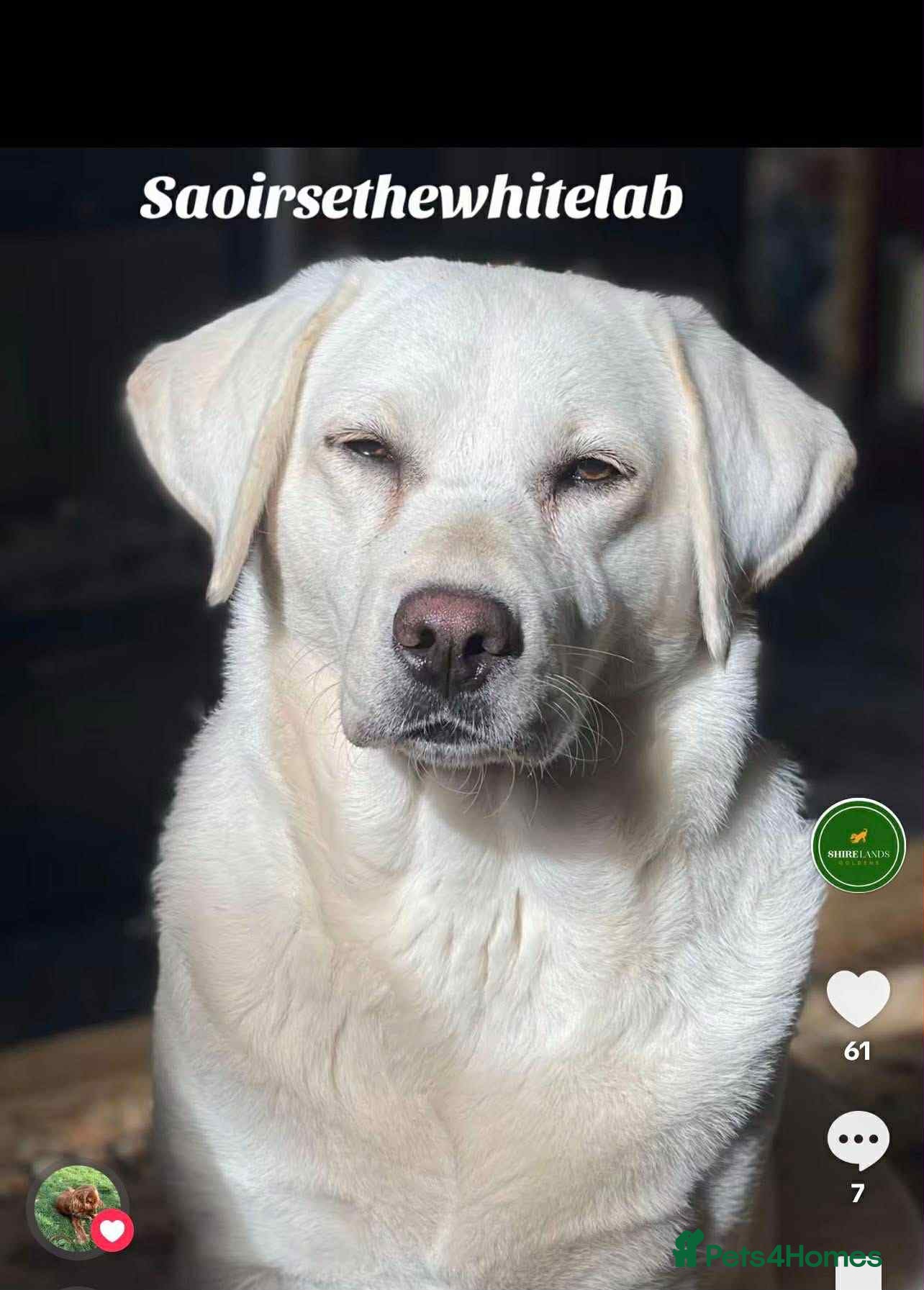 Goldador dogs Superb Goldador Puppies expected - Advert 1