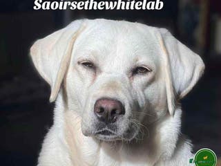 Goldador dogs Superb Goldador Puppies expected - Advert 3