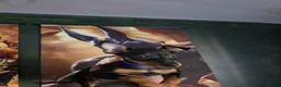 Miniature Pinscher dogs for sale: Miniature Pinscher Puppies for sale  - Advert 4