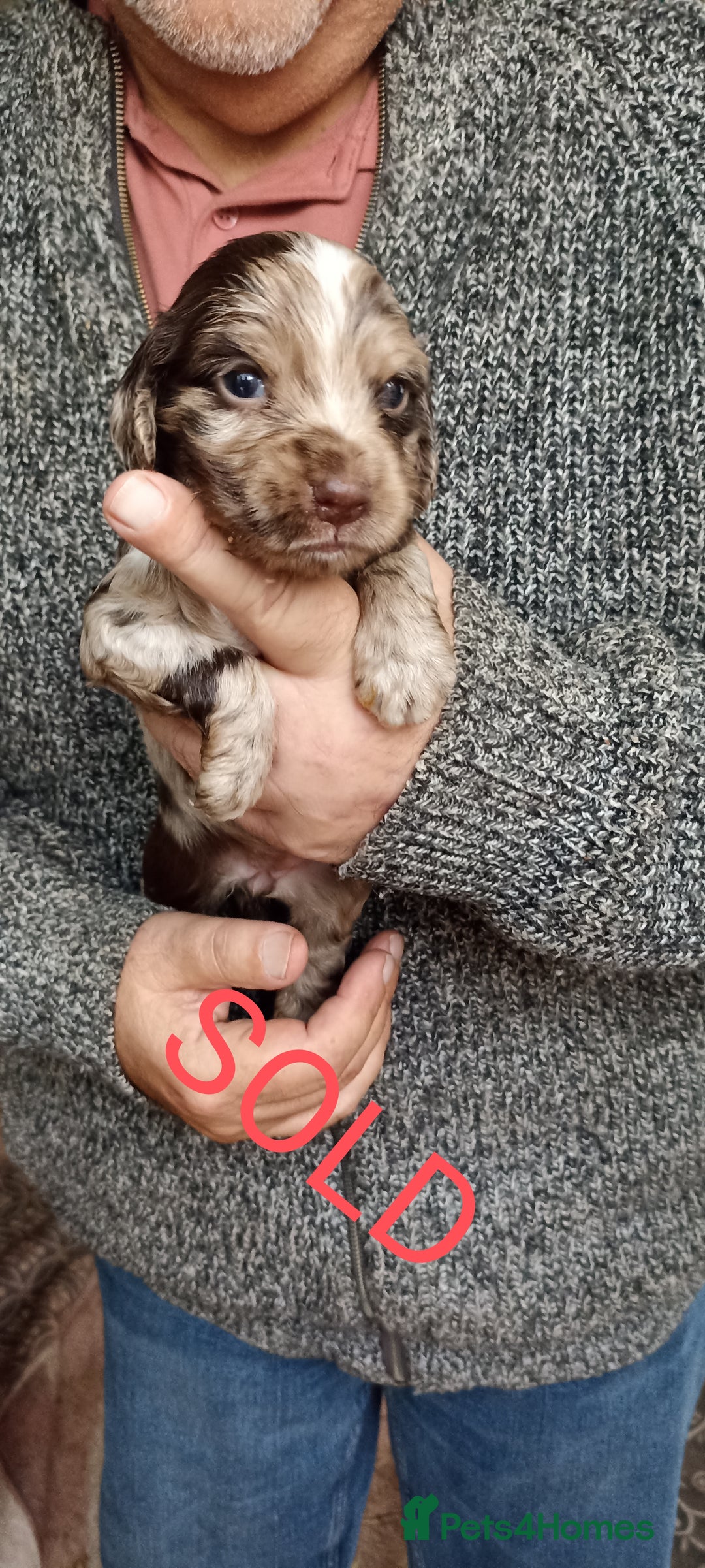 Cocker Spaniel dogs for sale: Stunning cocker spaniel litter  - Image 1