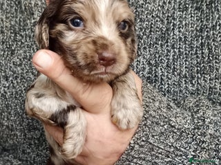 Cocker Spaniel dogs - Advert 5