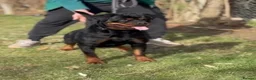 Rottweiler dogs for sale: Rottweiler Puppies  - Advert 9