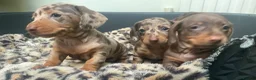 Miniature Dachshund dogs for sale: Funny happy miniature dachshund puppies - Advert 25