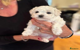 Bichon Frise dogs for sale: KC Registered Pedigree Bichon Frise Puppies - Image 12
