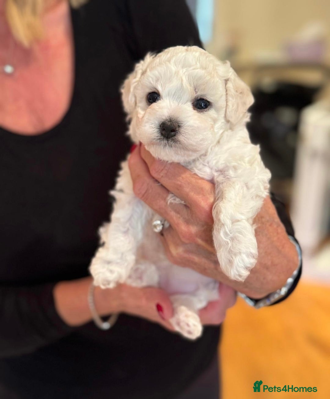 Bichon Frise dogs for sale: KC Registered Pedigree Bichon Frise Puppies - Image 12