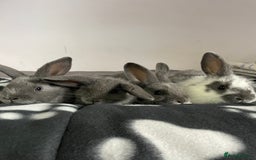 French Lop rabbits for sale: Blue French lopXDutch baby rabbits ready to go now - Image 1