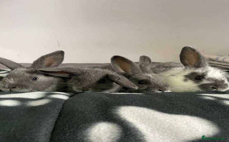 French Lop rabbits - Advert 16