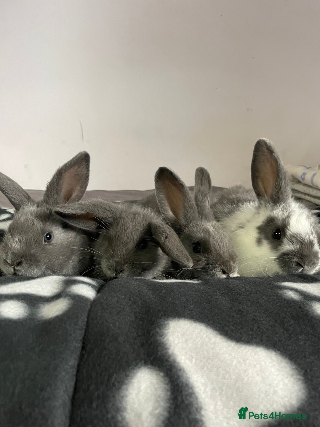 French Lop rabbits for sale: Blue French lopXDutch baby rabbits ready to go now - Image 1