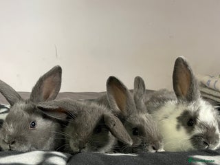 French Lop rabbits - Advert 6