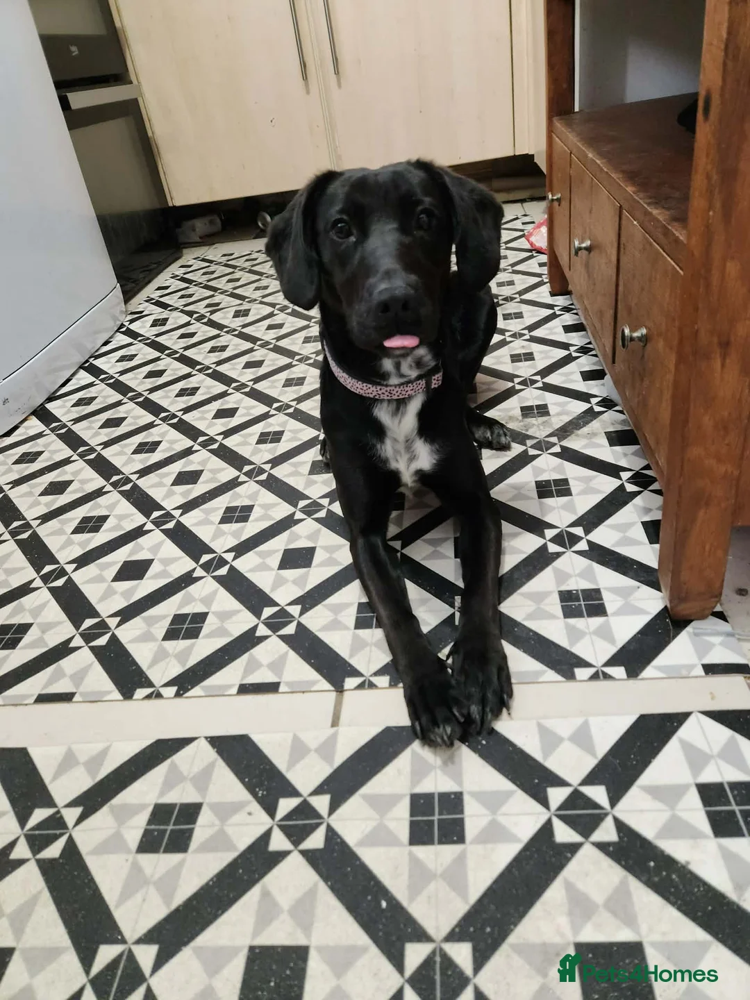 Mixed Breed dogs for sale: Molly - Female - Advert 4