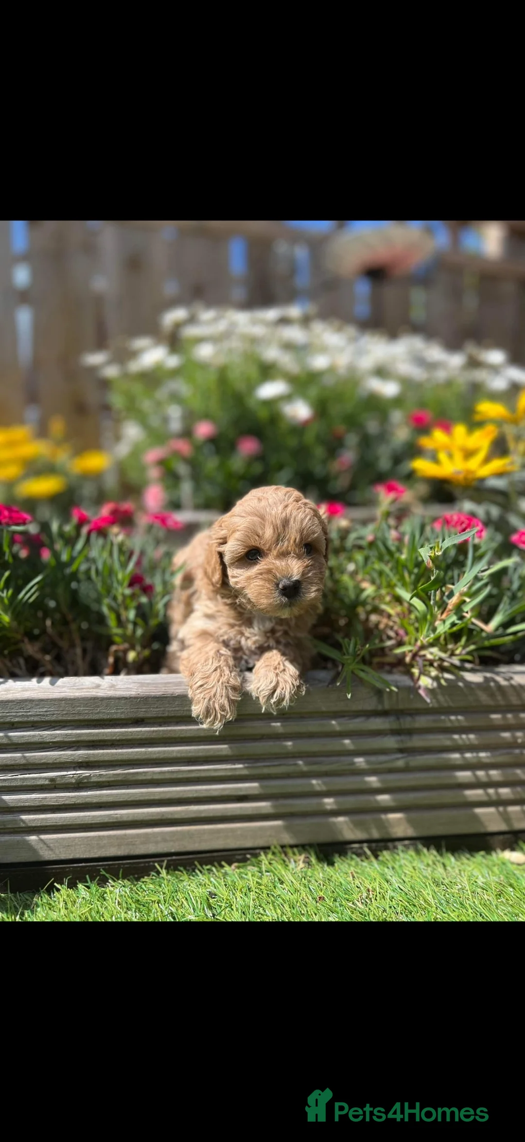 Maltipoo dogs for sale: Tiny Maltipoo puppies - Advert 1