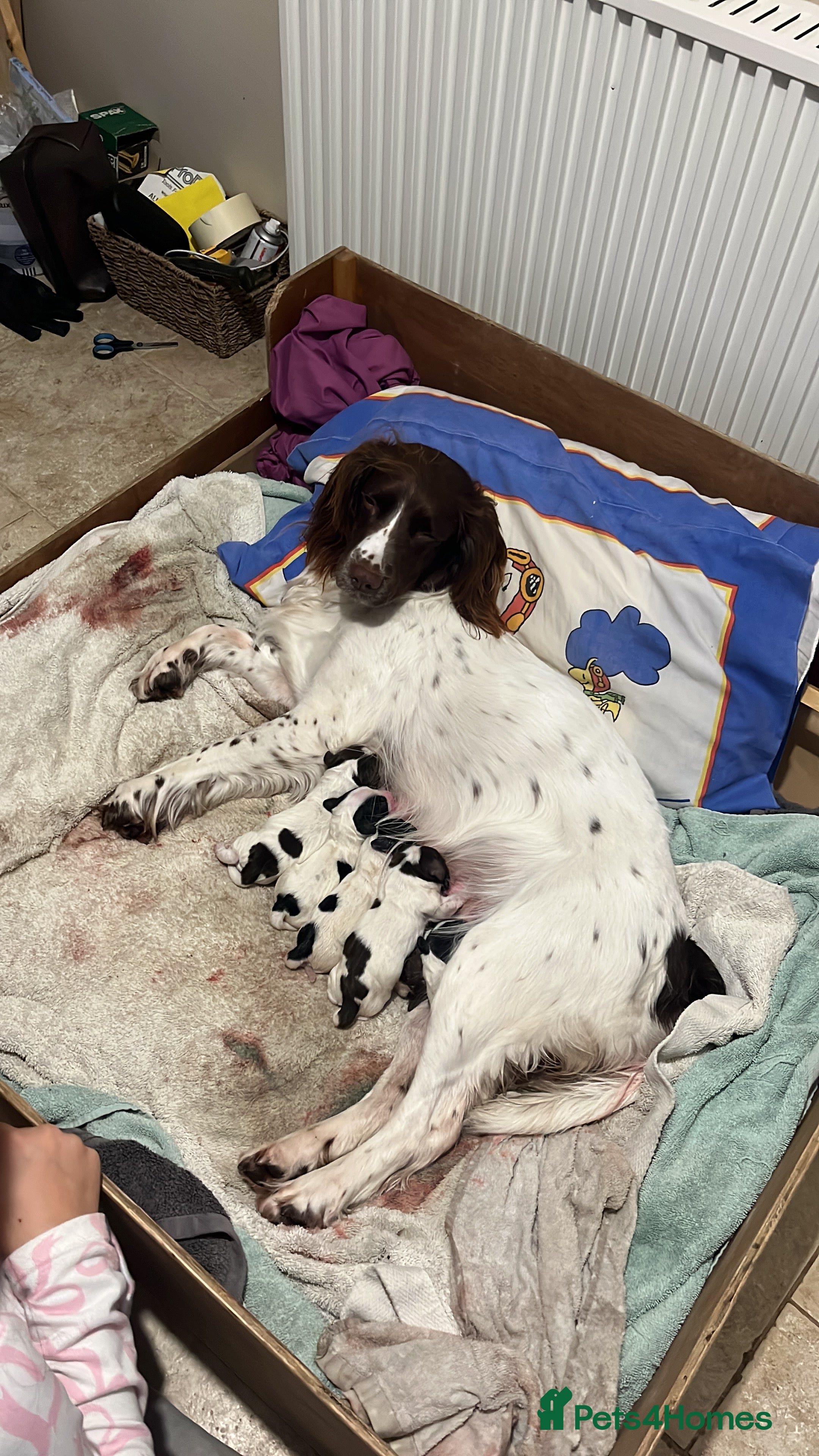 English Springer Spaniel dogs Sprocket puppies for sale - Advert 11