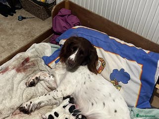 English Springer Spaniel dogs Sprocket puppies for sale - Advert 3