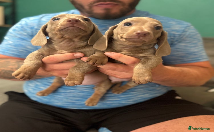 Dachshund dogs - Advert 2