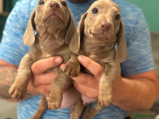 Dachshund dogs - Advert 4