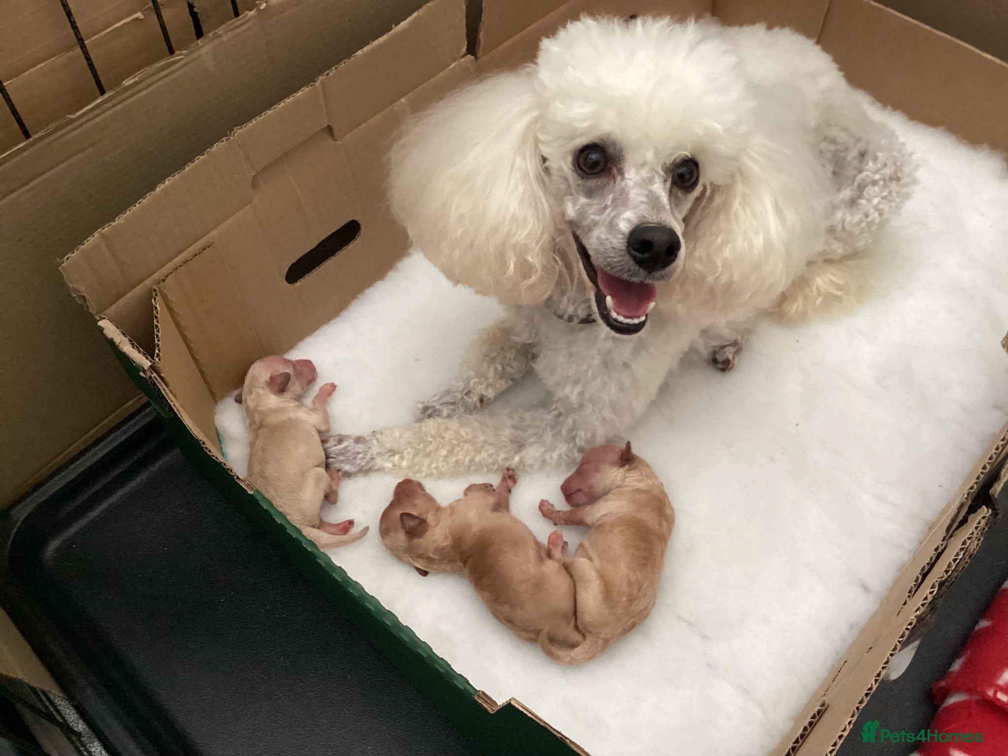 Toy Poodle dogs KC registered Toy Poodles - Advert 1