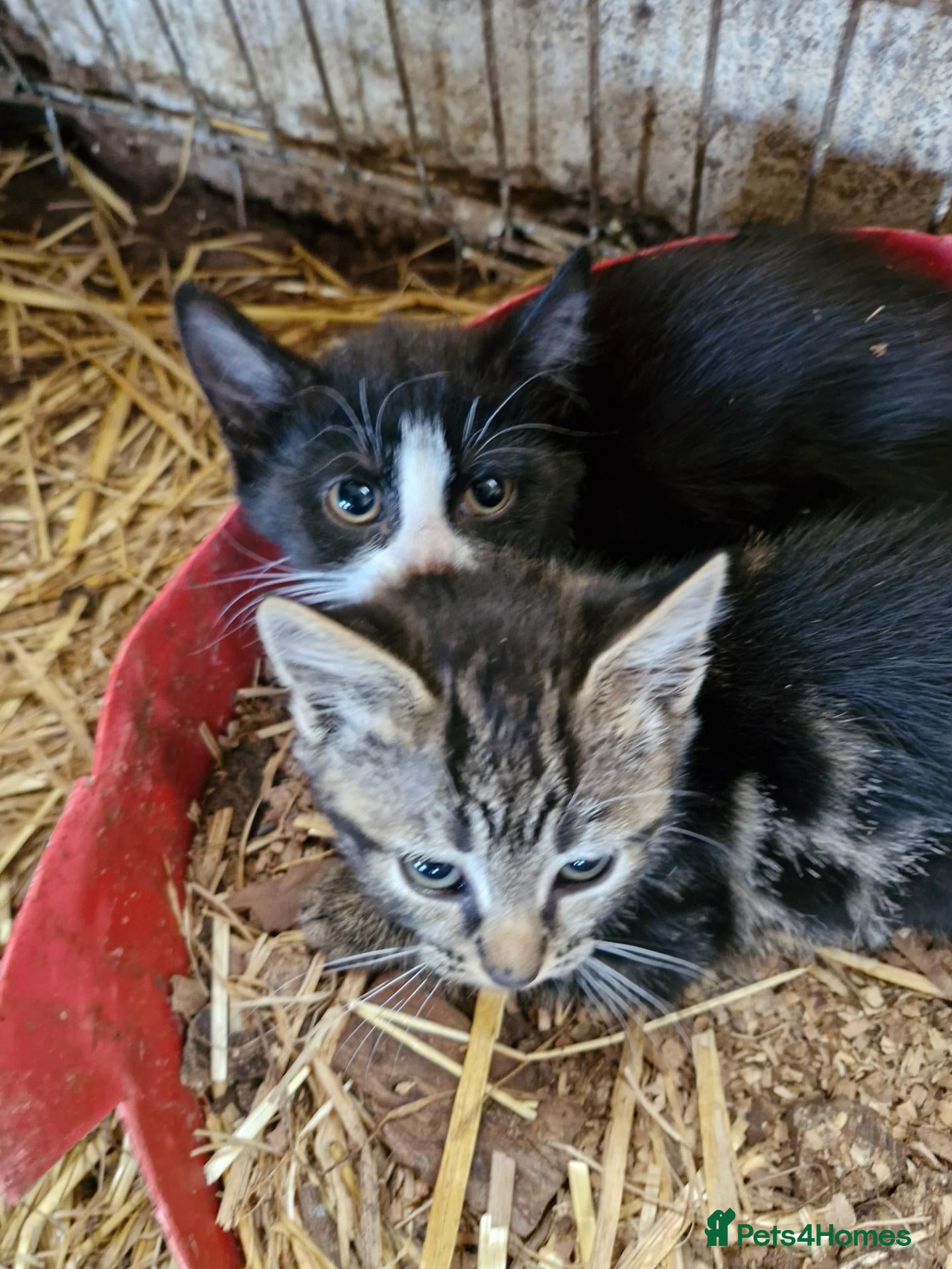 Mixed Breed cats Beautiful tabby girl and black and white girl - Advert 11
