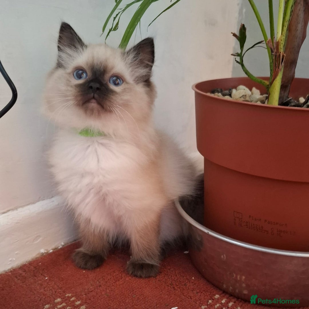 Ragdoll cats for sale:  ragdoll kittens  - Advert 10