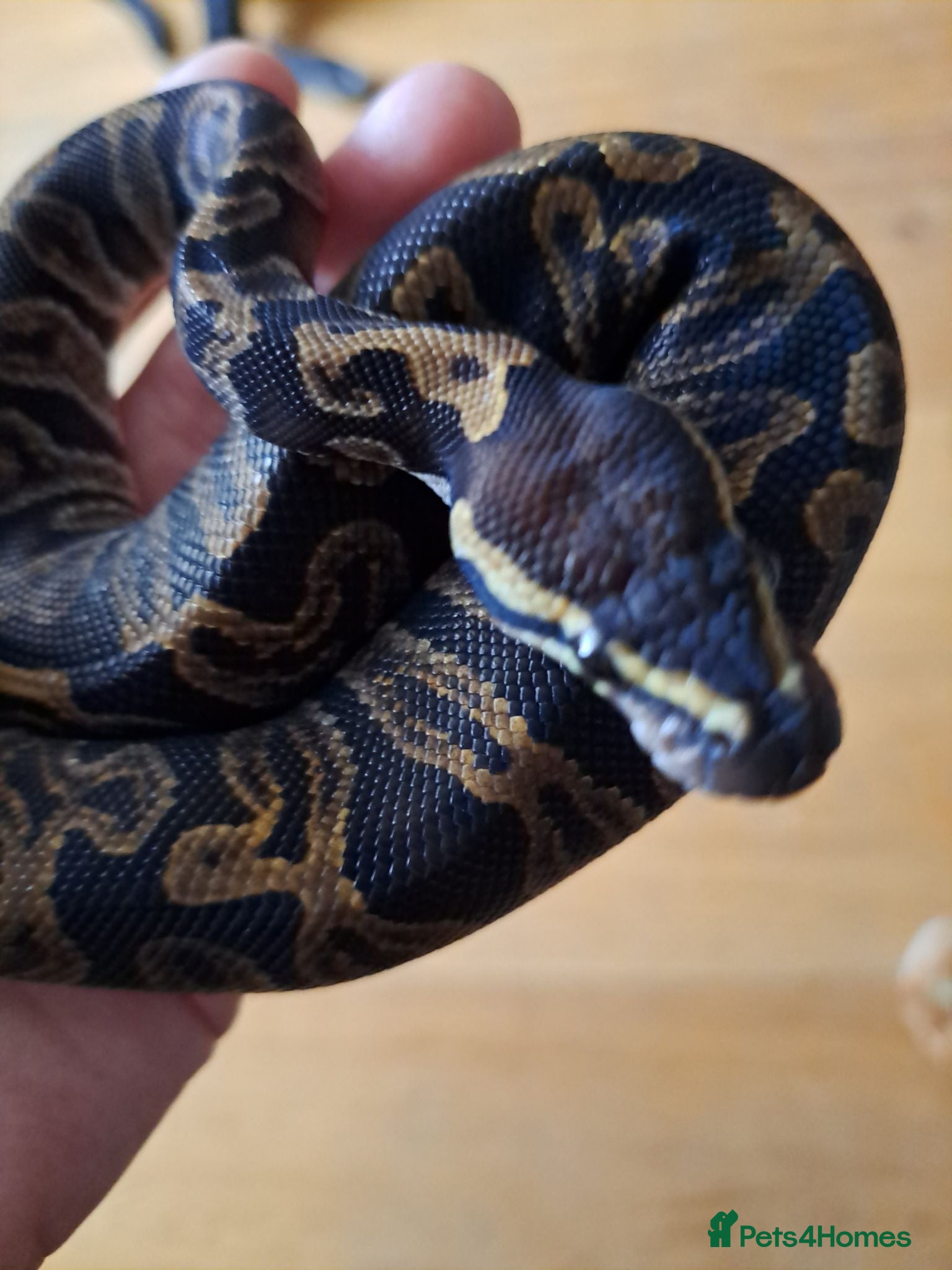Snake reptiles REDUCED - Royals, Hoggies, Red Foot Tortoise - Advert 2