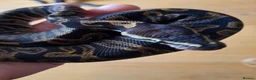 Snake reptiles for sale: Royal Pythons, Boa, Olive python Hoggies, Tortoise in Andover - Advert 3