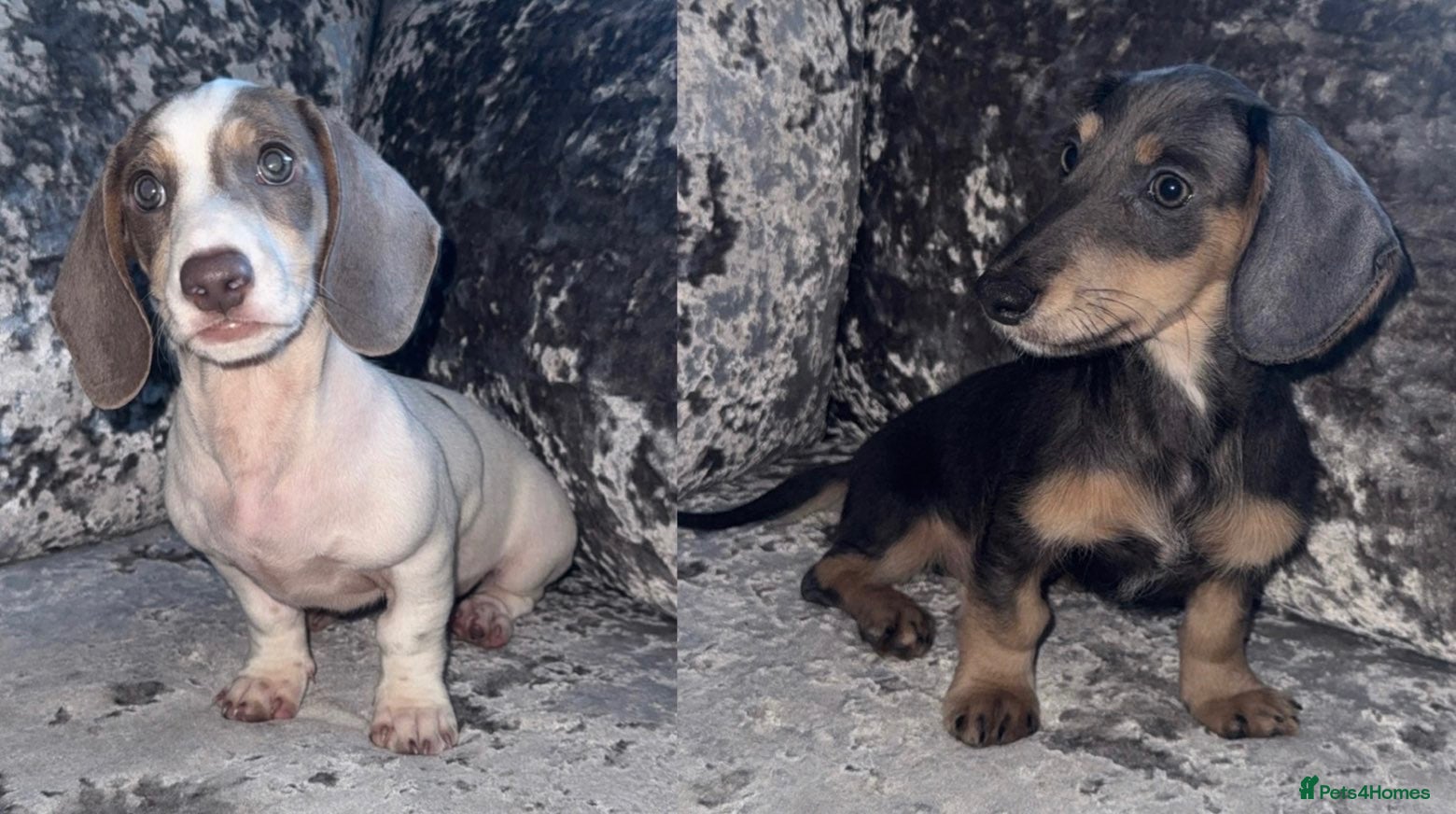 Miniature Dachshund dogs miniature dachshunds ready to leave! - Advert 1