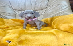Weimaraner dogs for sale: KC Weimaraner puppies  - Image 2