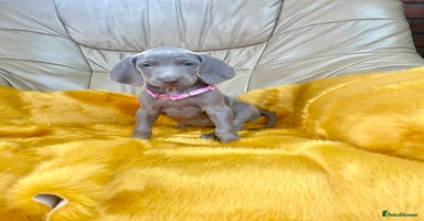 Weimaraner dogs - Advert 1
