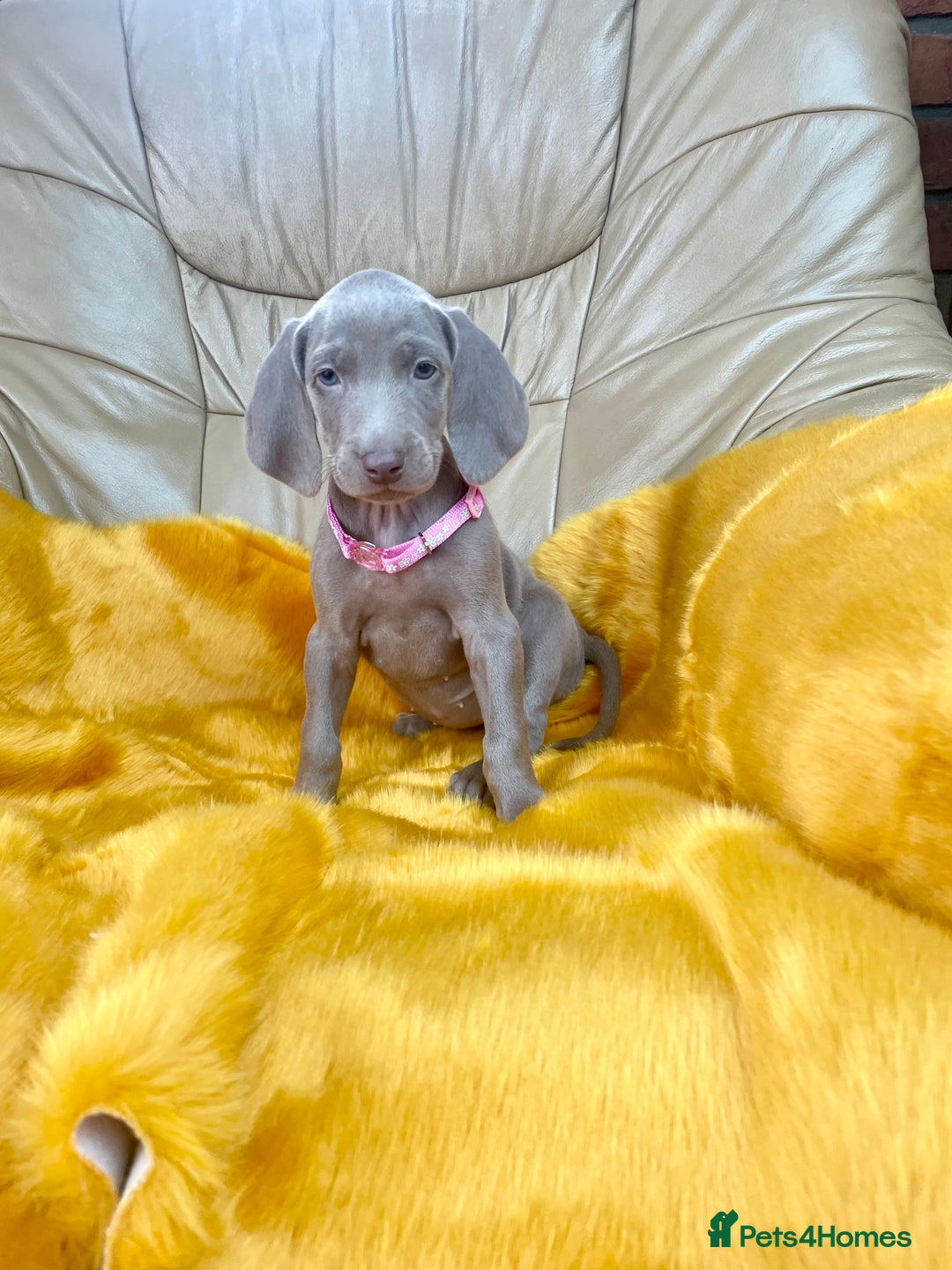 Weimaraner dogs for sale: KC Weimaraner puppies  - Image 2