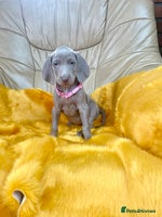 Weimaraner dogs - Advert 1